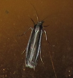 Dichomeris marginella? No, Angustalius malacellus - Crambidae